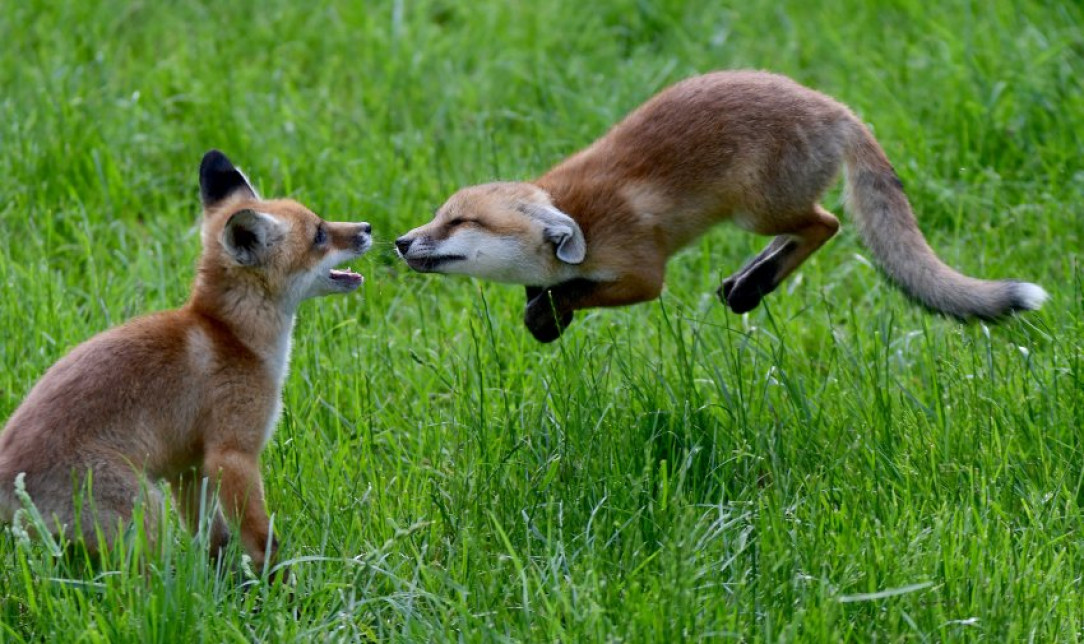 Hoverfoxing