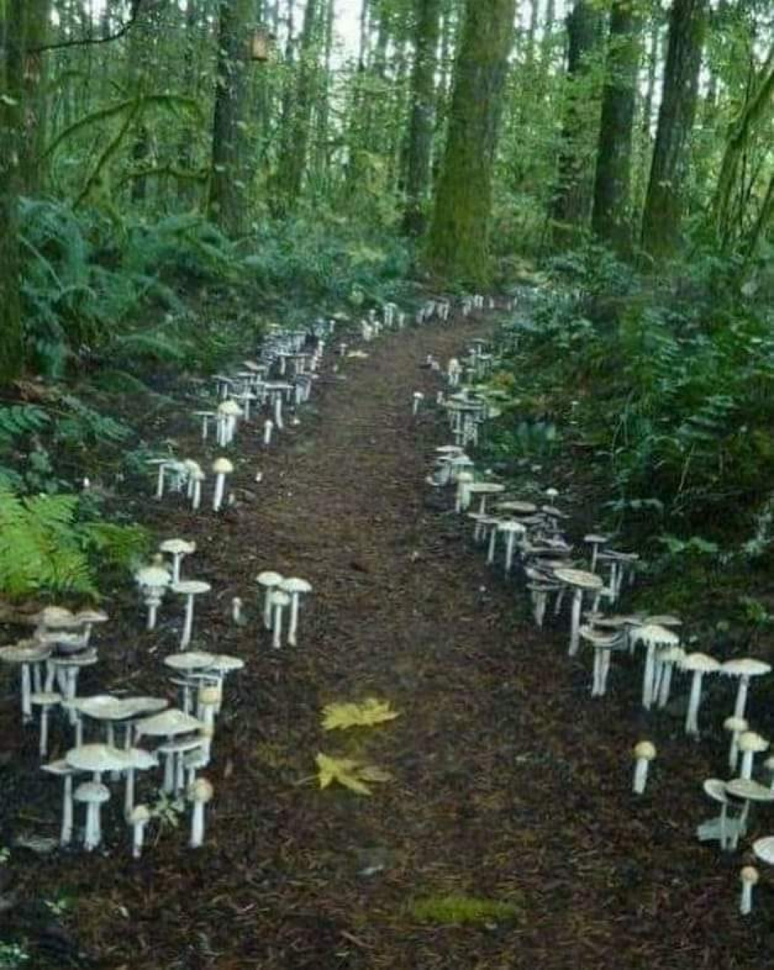 Path of mushrooms 😮