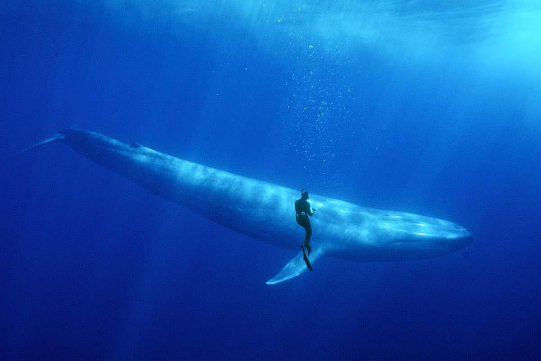 A diver encountering a blue whale, one of the largest animals to ever exist