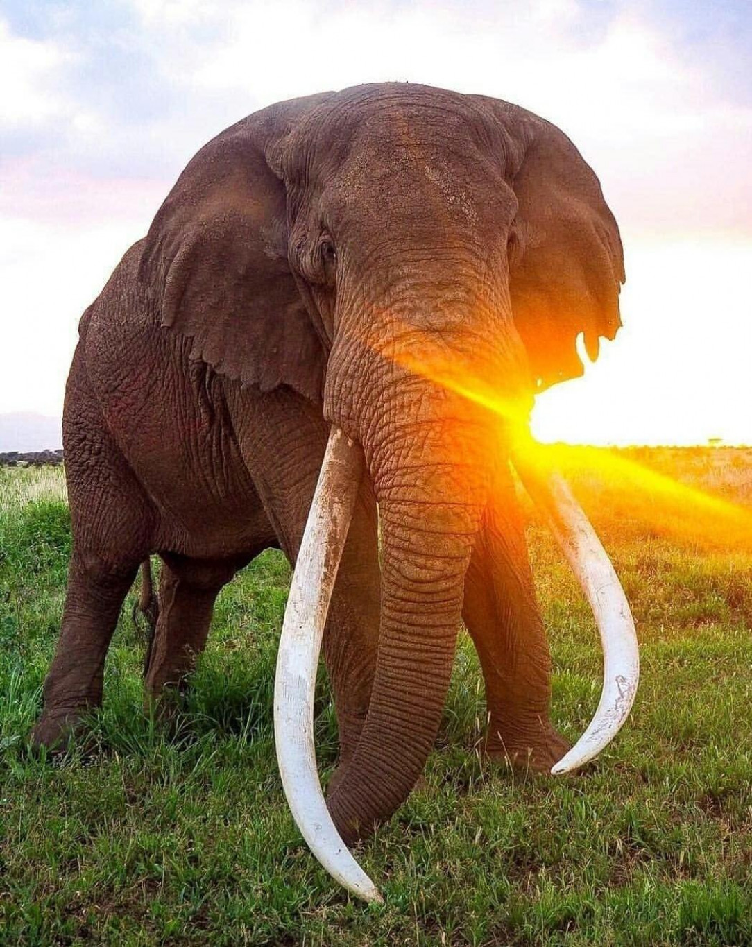 This perfect photo of this elephant with its tusks and the sun radiating 🐘