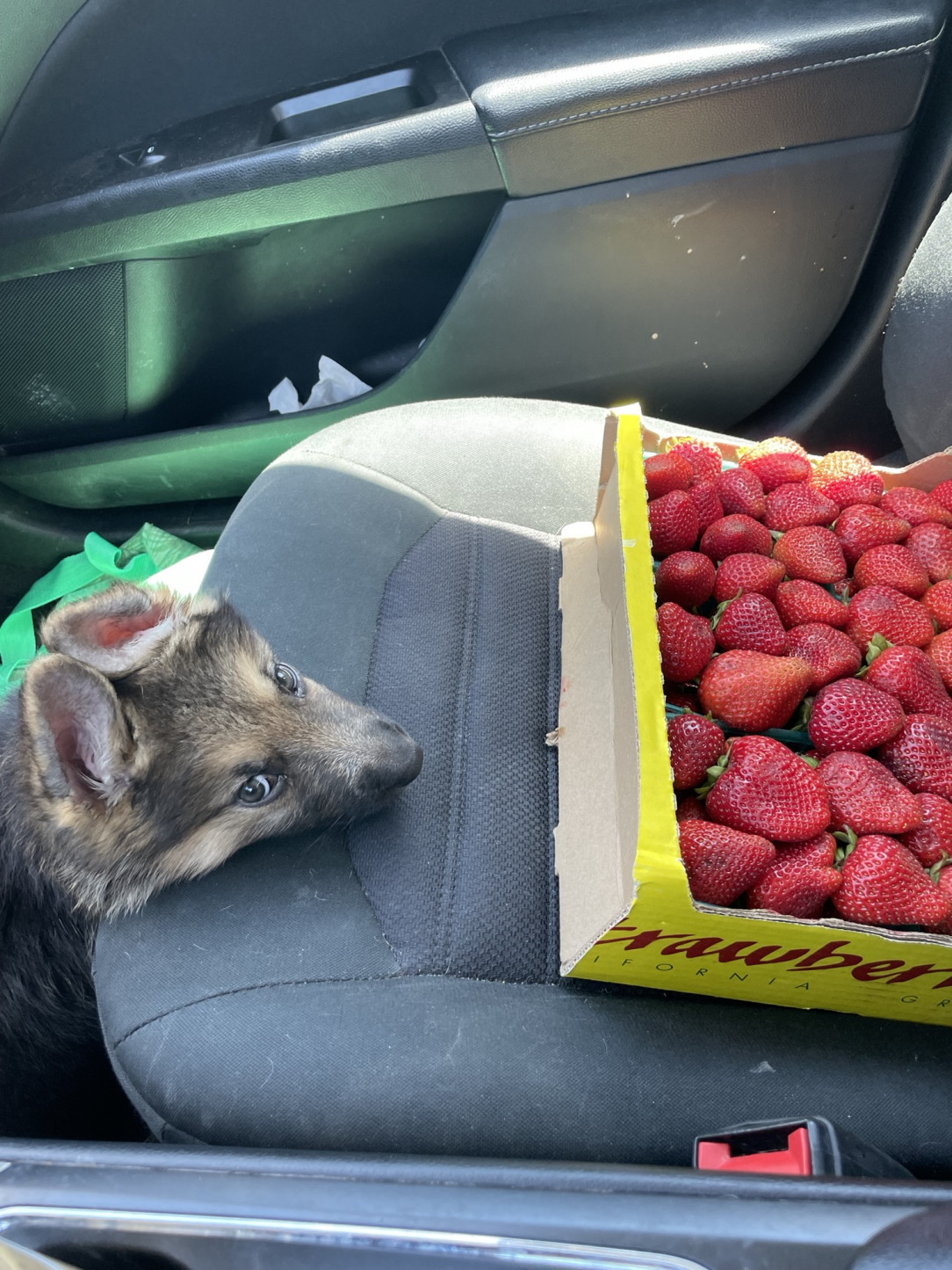 He loves strawberries and is waiting to sneak another one