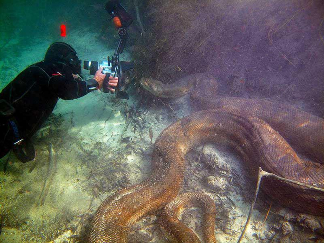 A diver taking a photo of an Anaconda underwater