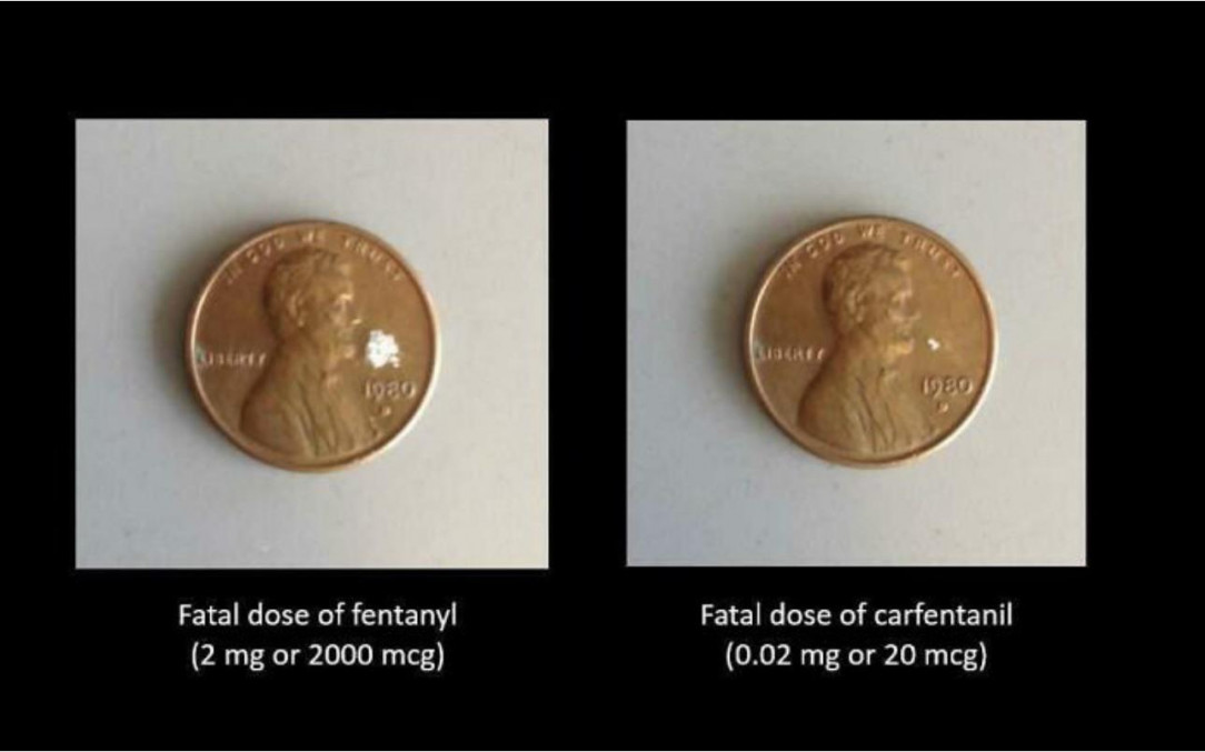 How low the fatal dose of fentanyl is compared to the fatal dose of carfentani