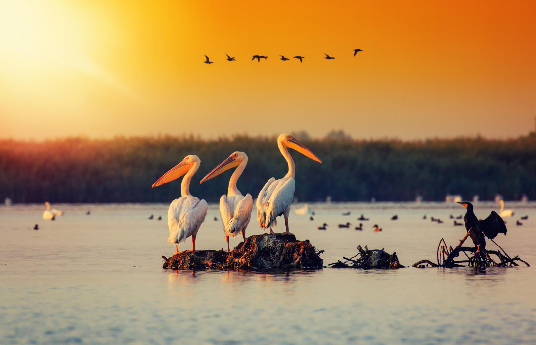 Birds at sunset, Romania, Danube Delta (photo by Dragos Plesuvescu)