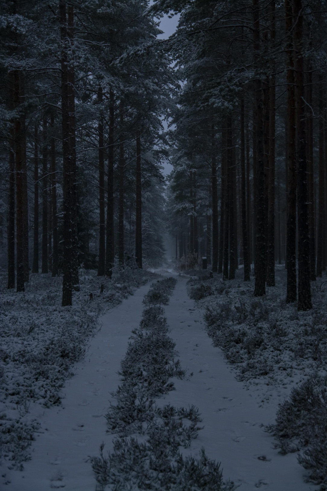 Snowy Forest Track at Twilight, Finland