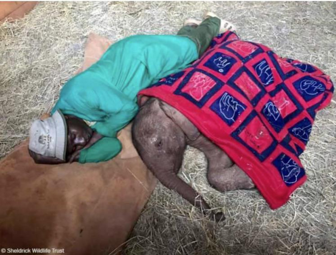 A keeper sleeps next to an orphaned baby elephant at night to replicate the nurturing presence of its mother 🐘 💘