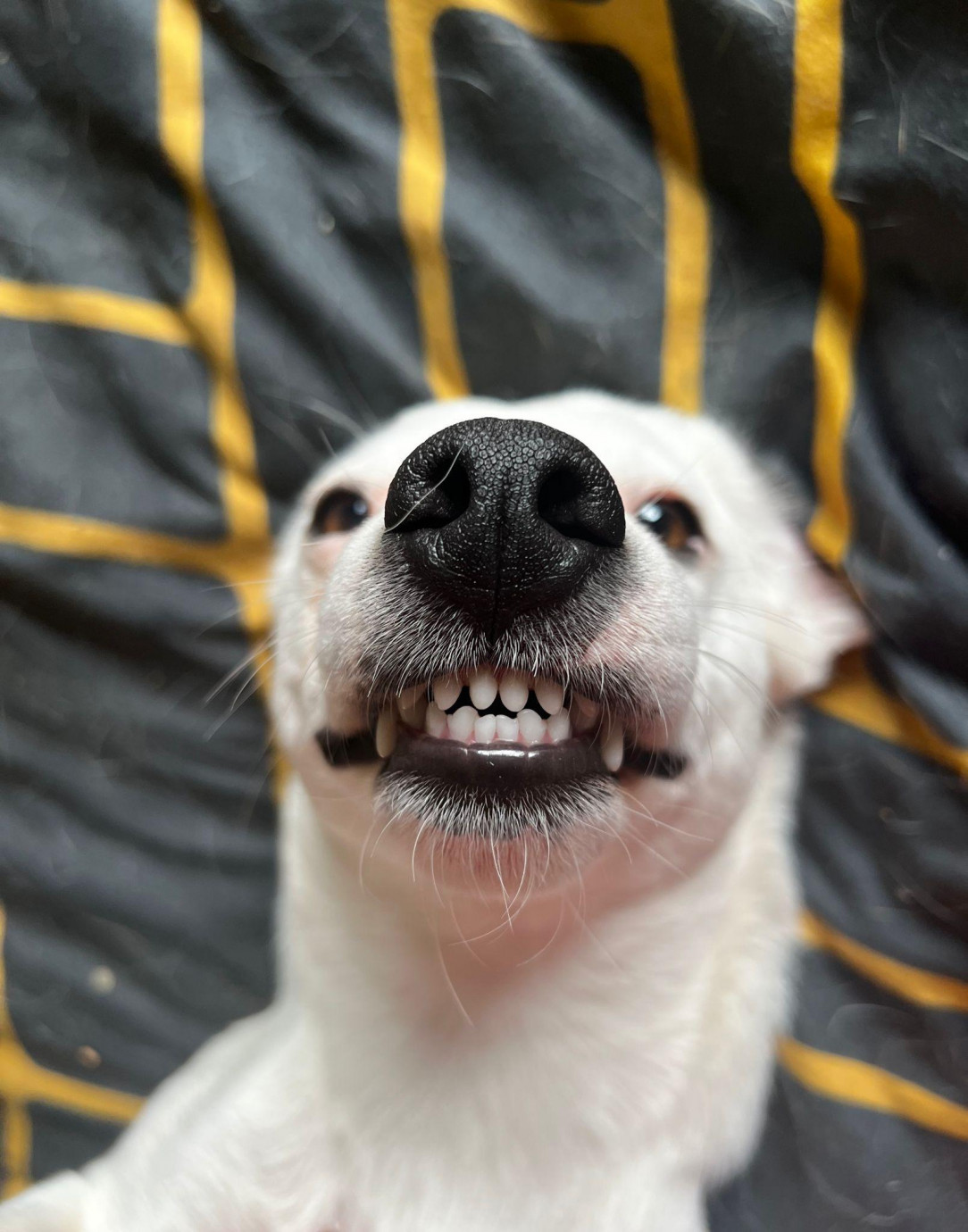 He’s a little too pleased with how much fur he’s gotten over the bed ‍️