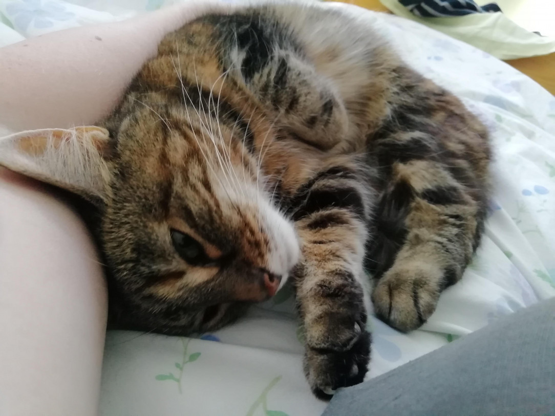 She&#039;s purring up a storm after the temperature finally dropped after a heatwave and cuddles are once again an option