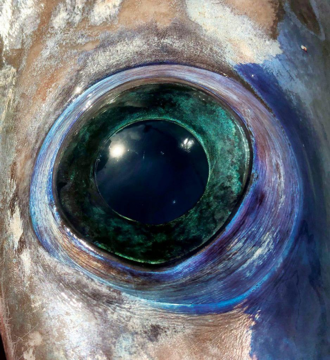 Iris of the sea, eye of the swordfish