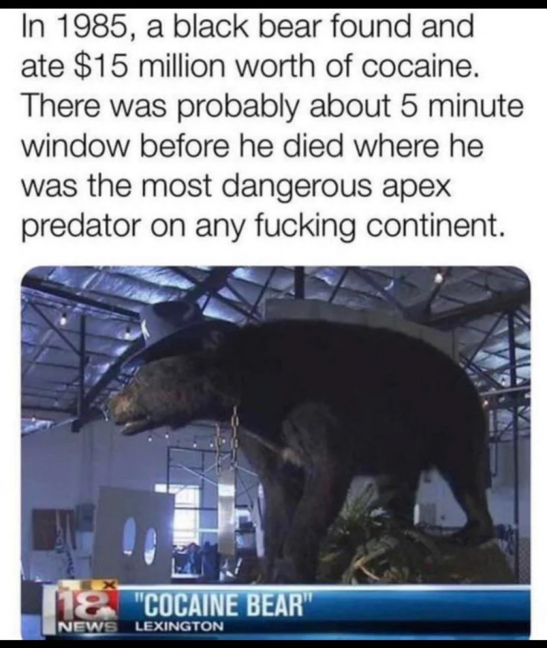 Bear of cocaine. The most terrifying wild animal out there