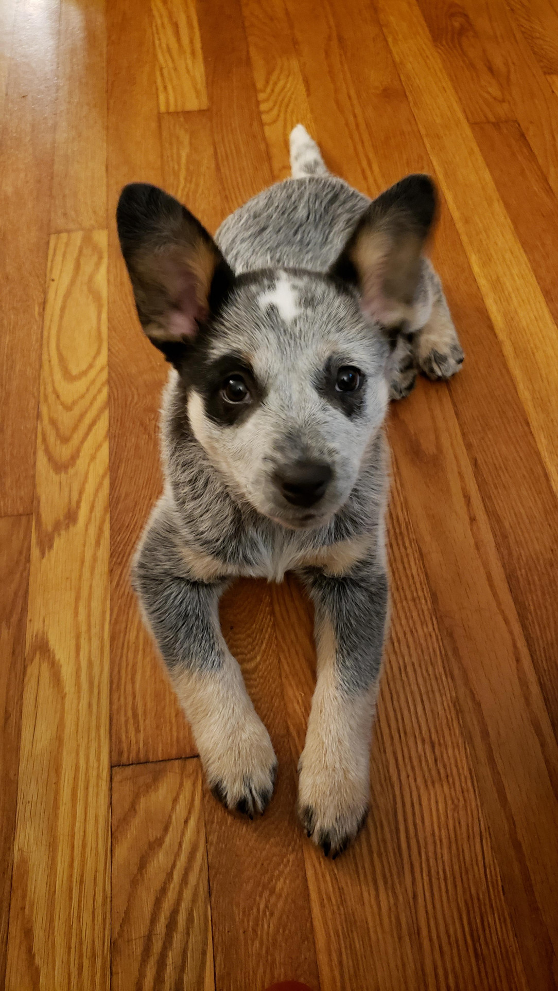 The blue healer was known as an Australian cattle dog 🐶