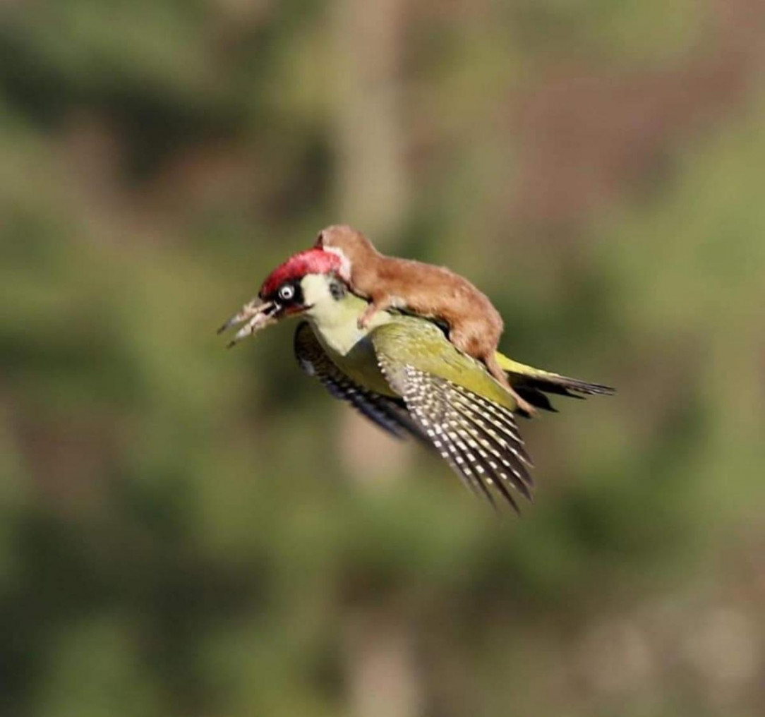 The weasel attacked the woodpecker and wouldn&#039;t let go, even after the woodpecker took flight