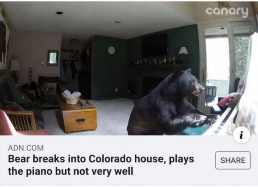 couse the bear never attended a piano class