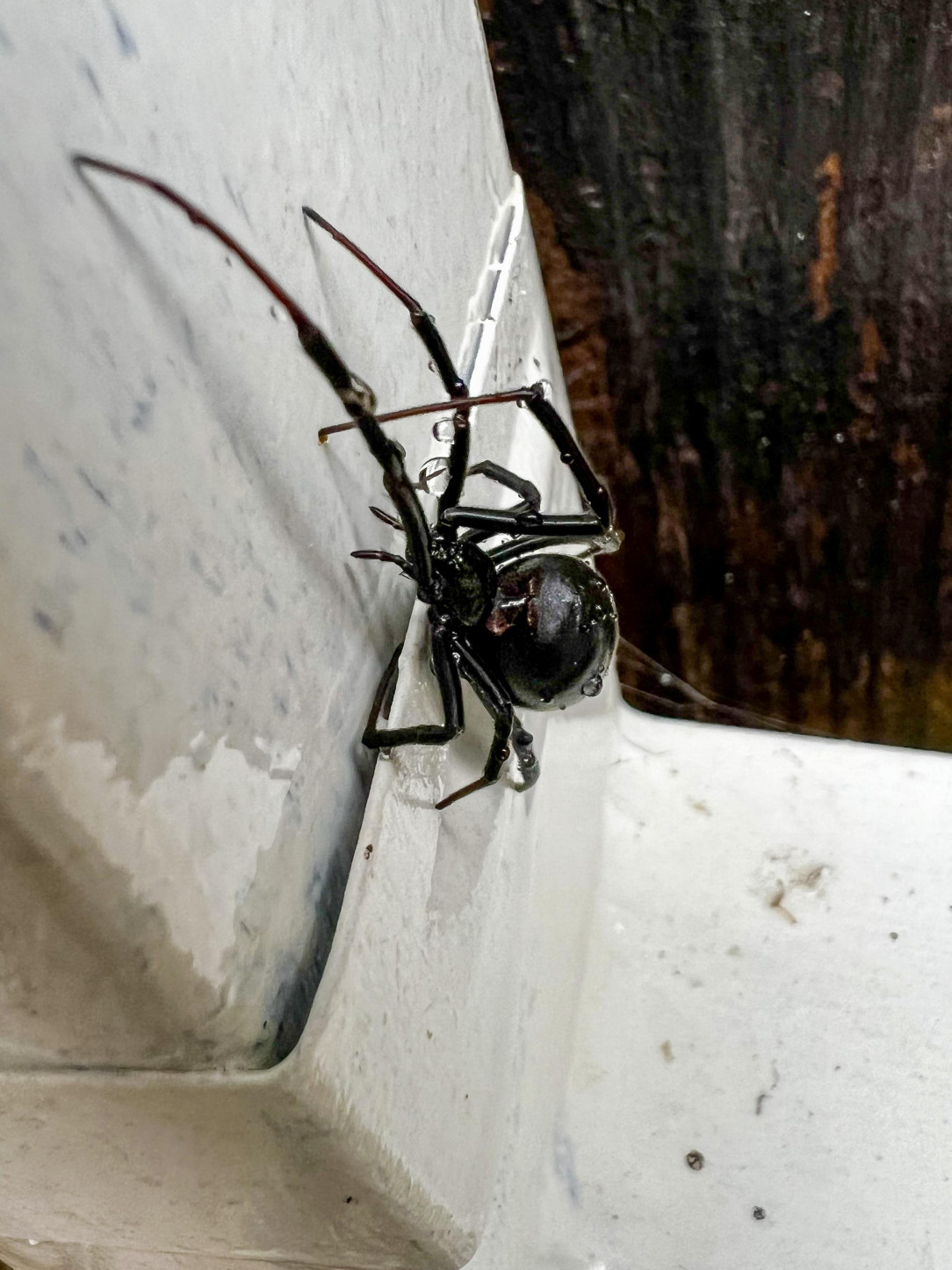 Black widow I found when cleaning the gutters