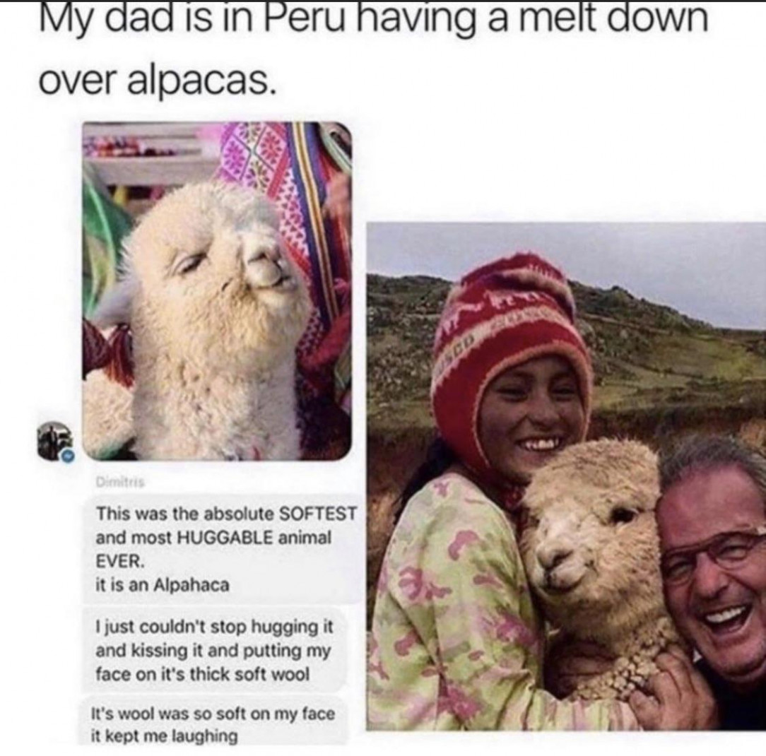 First encounter with Alpacas