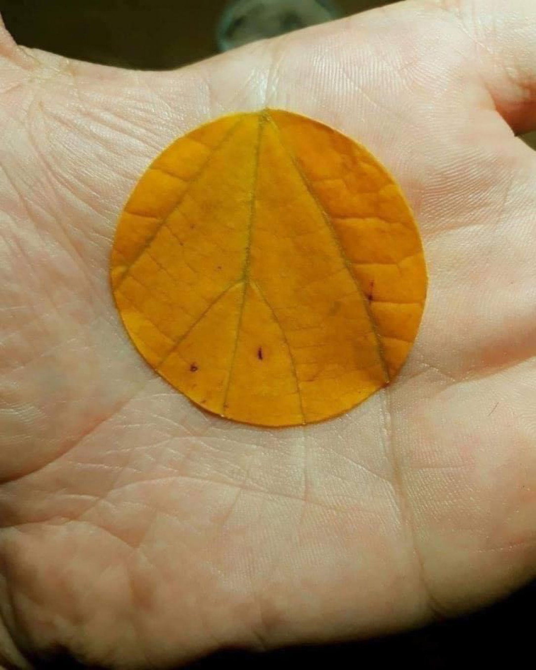 Leaf veins align with palm lines