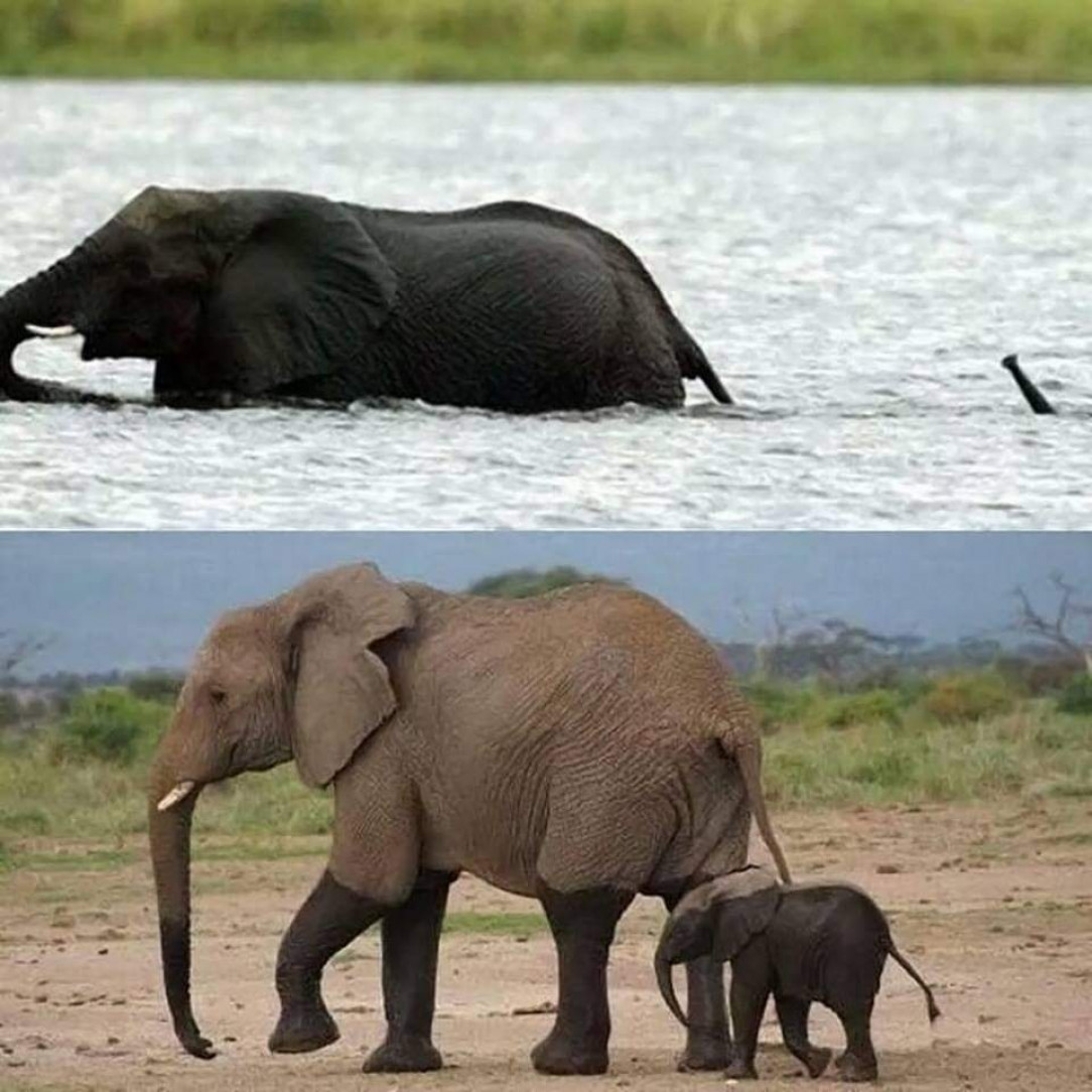 A baby elephant crosses the river with Mom 🐘 ❤️