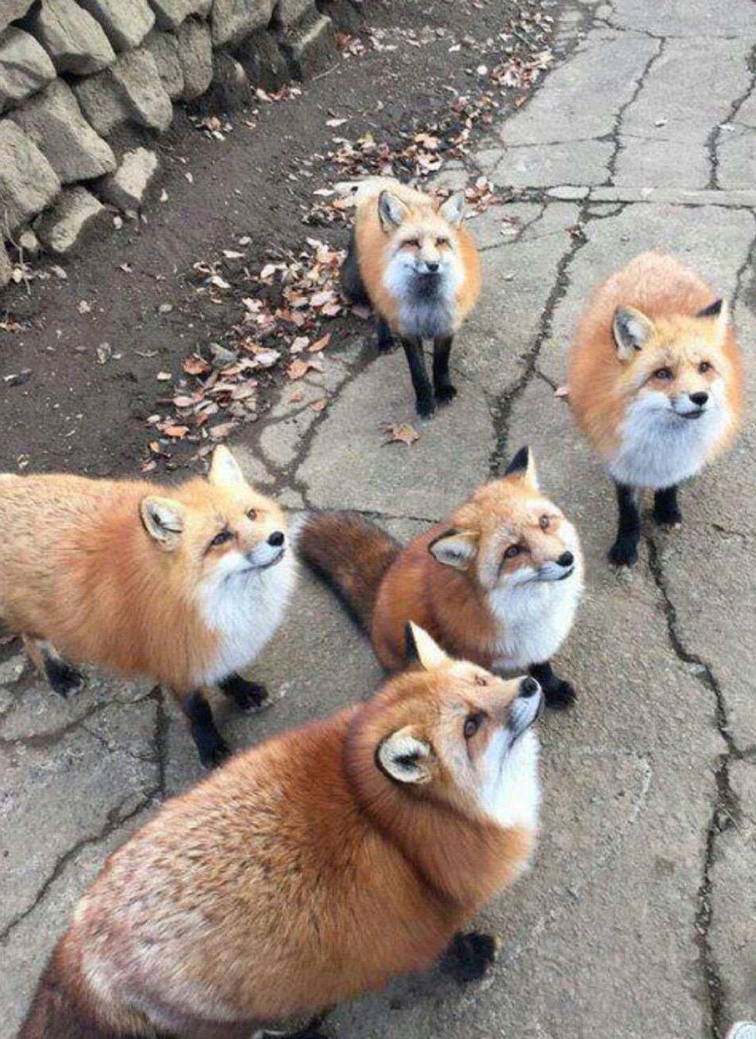 Chonky foxes