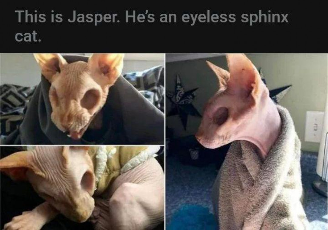 Jasper The Eyeless Cat Of Creppiness 🐈 💛