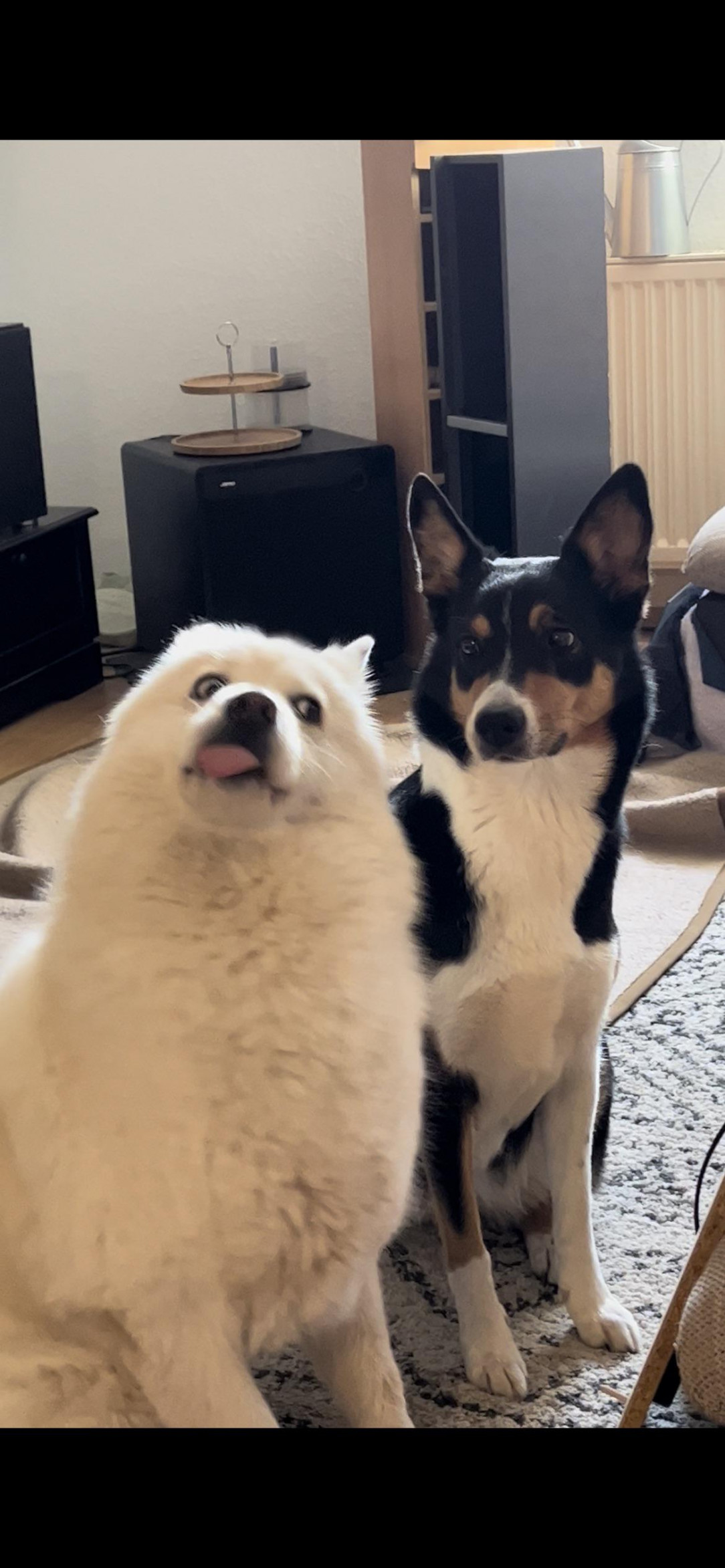 &quot;The hooman is taking a picture, quick, act normal&quot;. Dog: