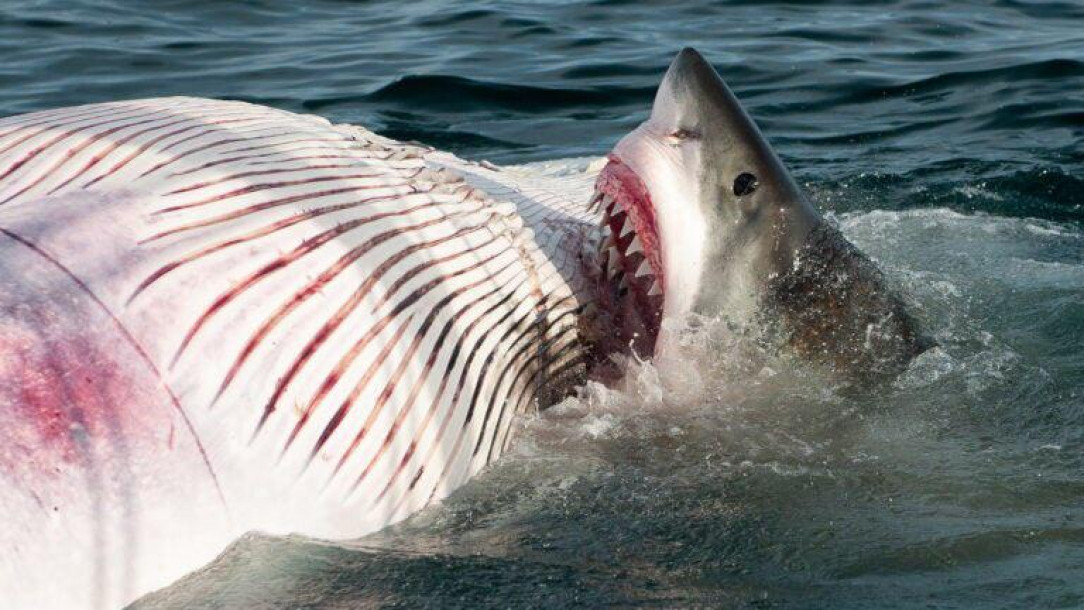 A Great White Shark feasting on a whale carcass;