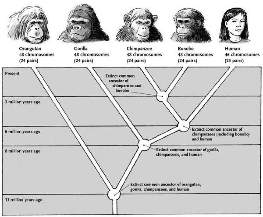 Simplified guide depicting the main branches of ape-human evolution
