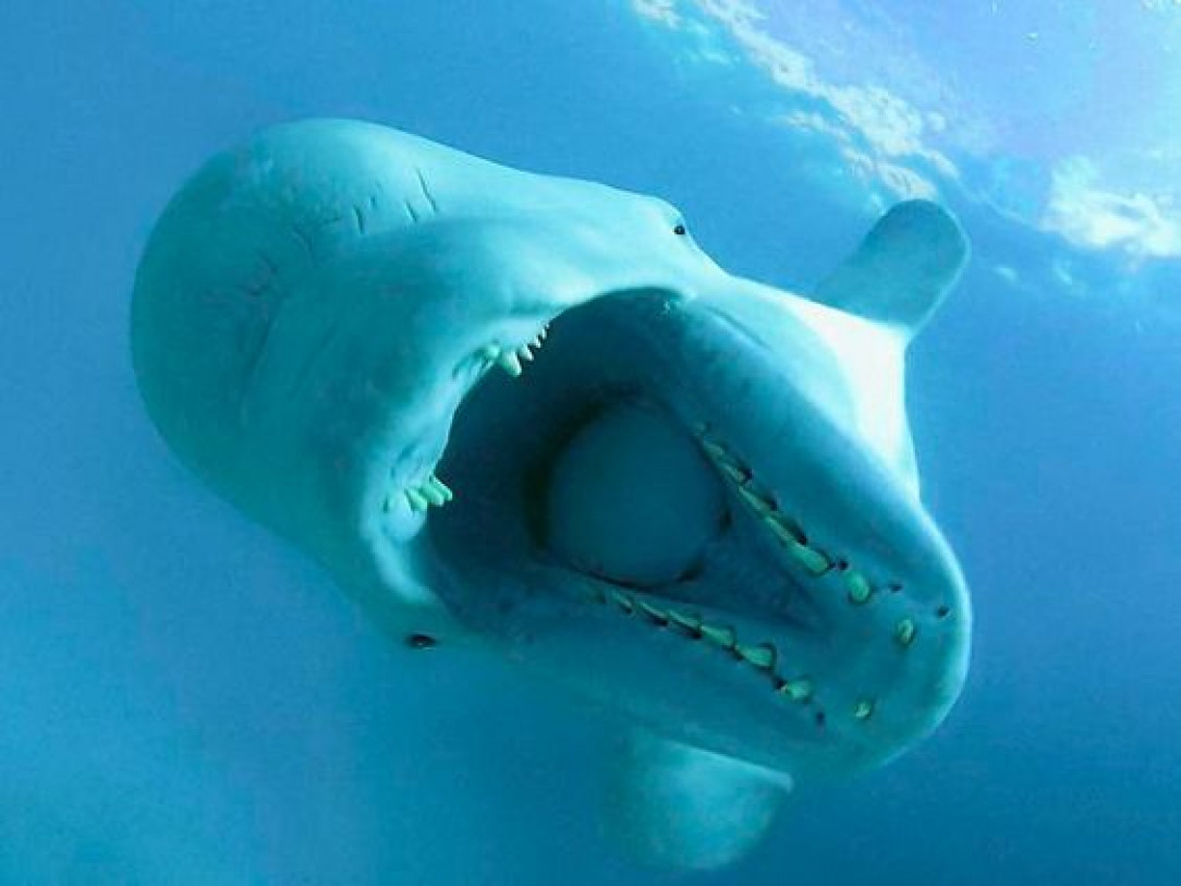 Beluga Whale not looking as friendly as it usually does. Its conical teeth help it catch and eat fish