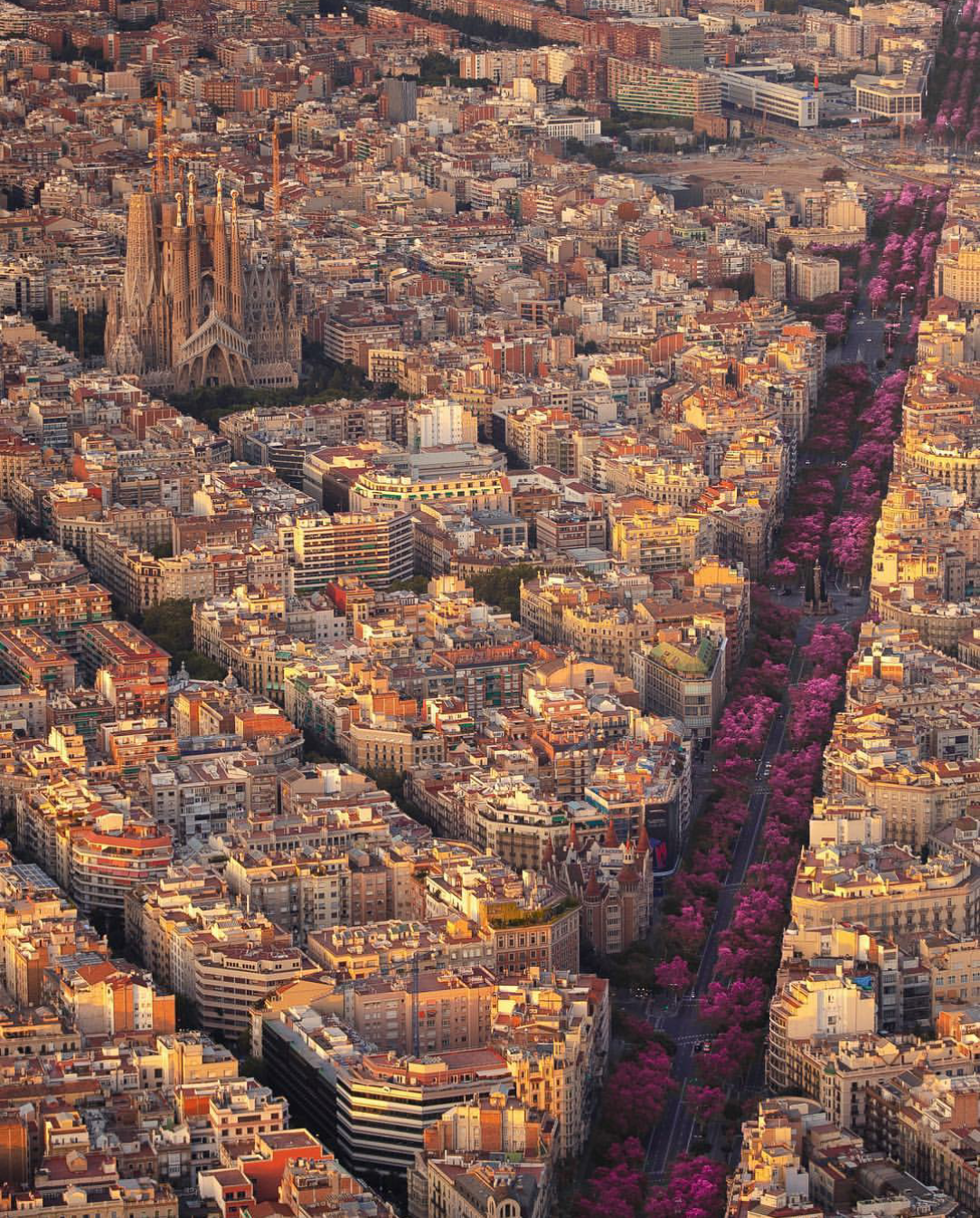 Cherry Blossoms in Barcelona