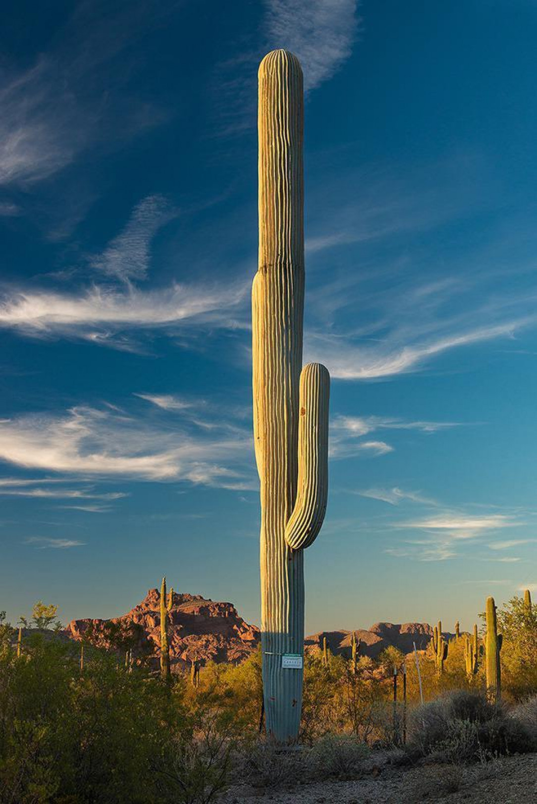 This cellphone tower perfectly disguised as a cactus