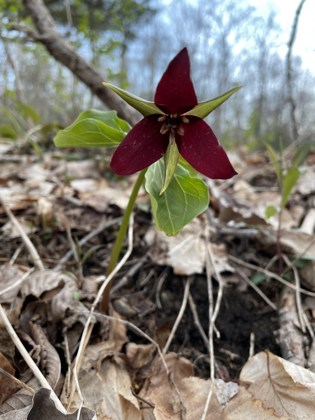 Enjoy this picture of a Red Trillium