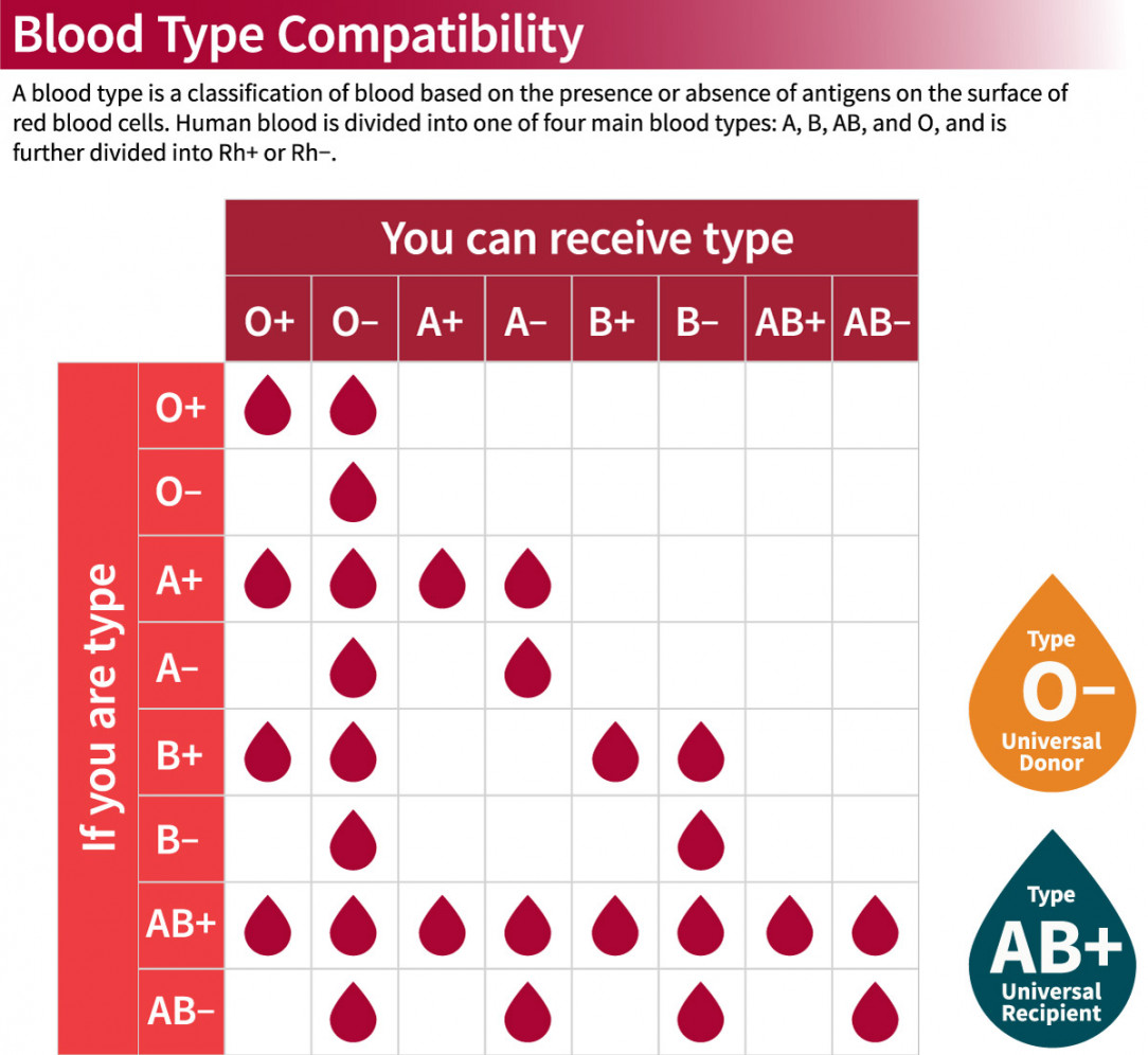 Blood Type Compatibility 🩸