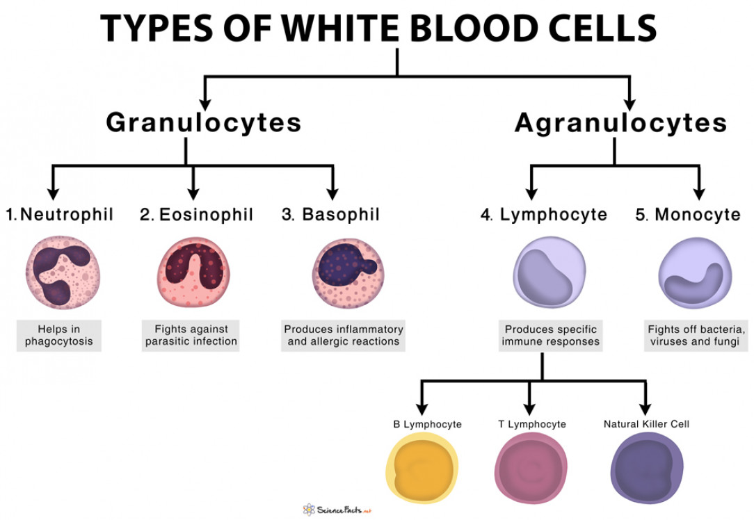 Types of white blood cells