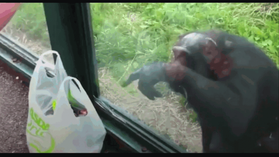 Chimpanzee points a hole for a sip of mountain dew