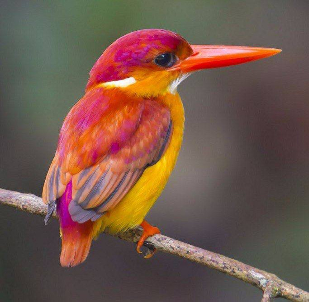 The different color shades of this Kingfisher