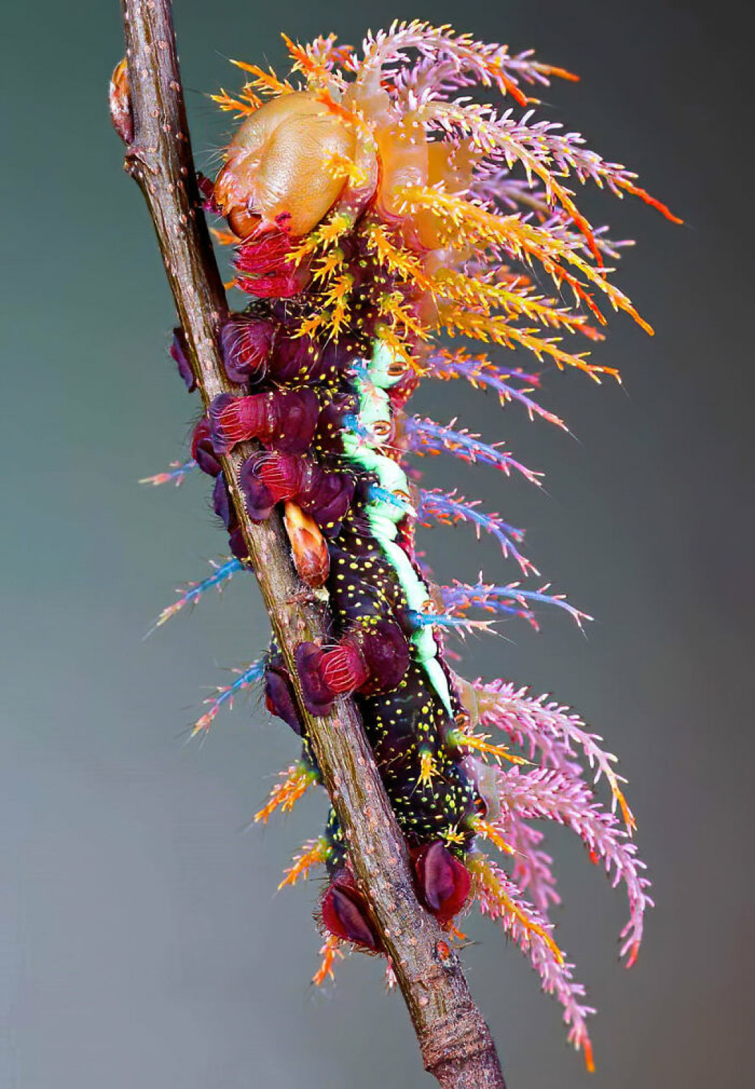 Saturniidae Moth Caterpillar