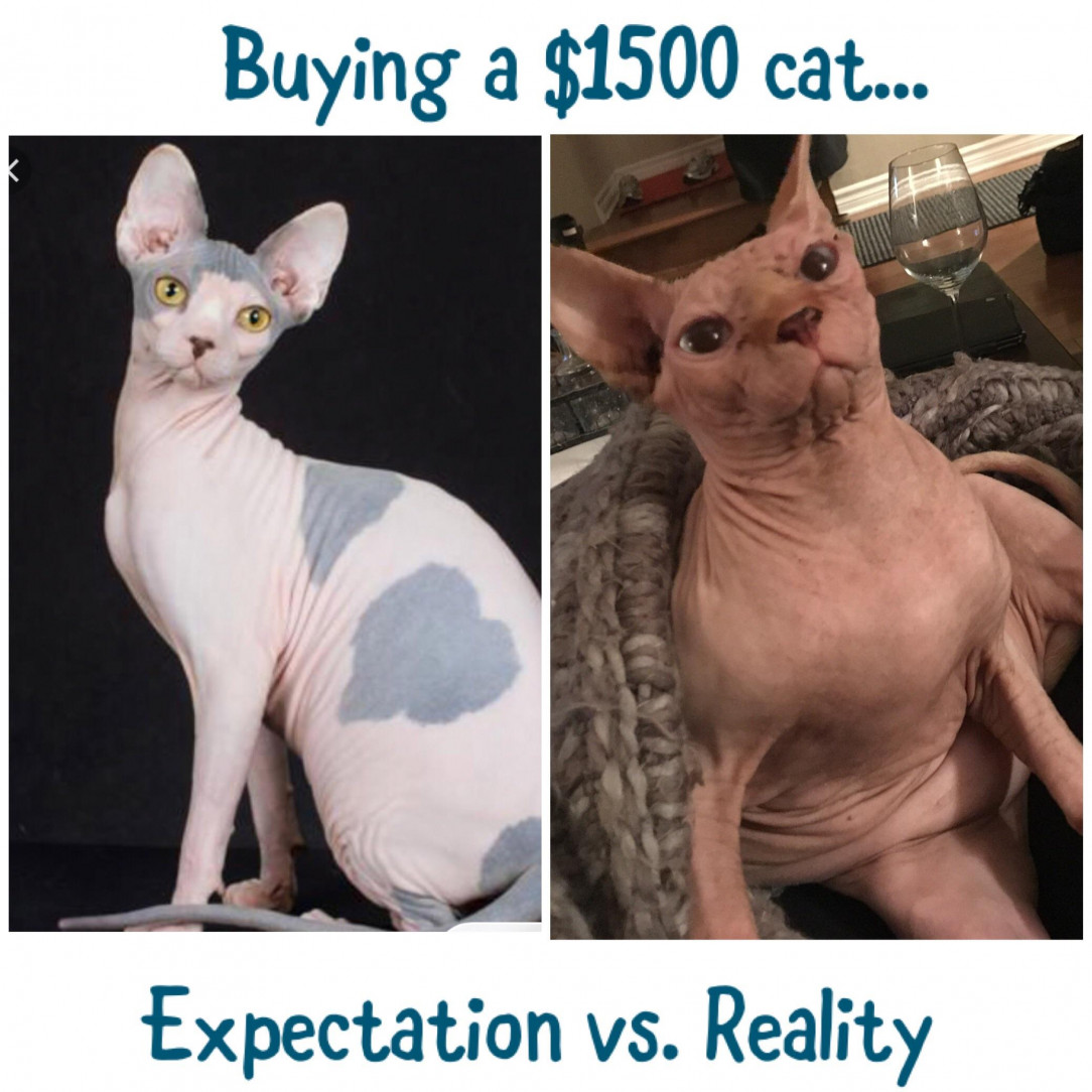 Buying a “designer” cat