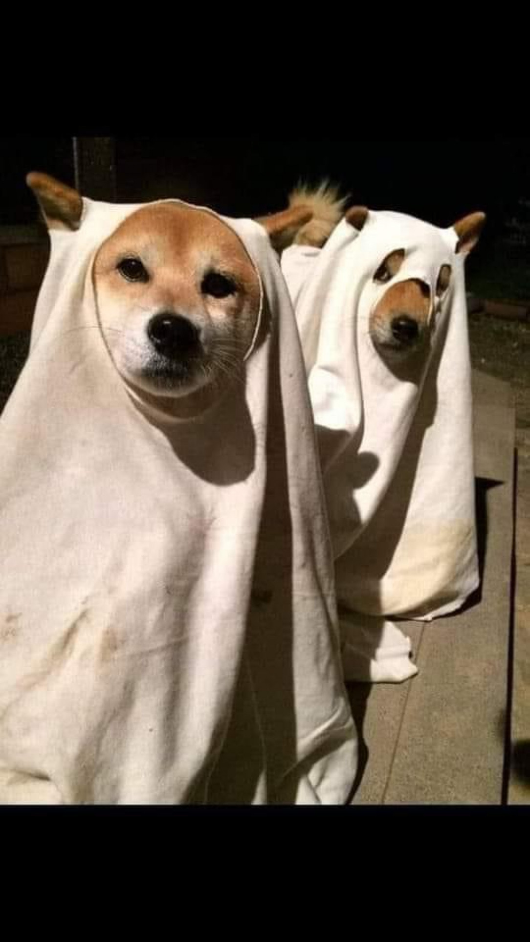 local dogs dressed up as scary ghosts for halloween!