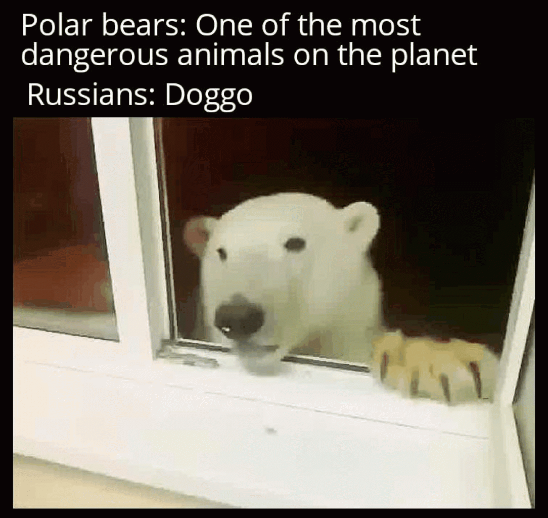 Bears are just big doggos