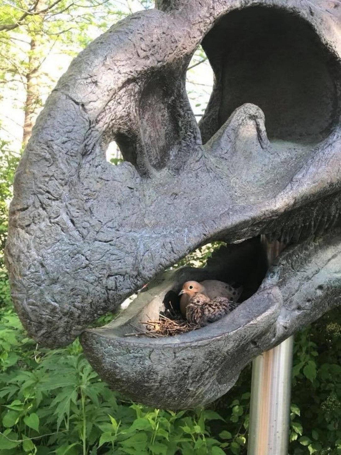 Modern dinos nesting in a prehistoric dino