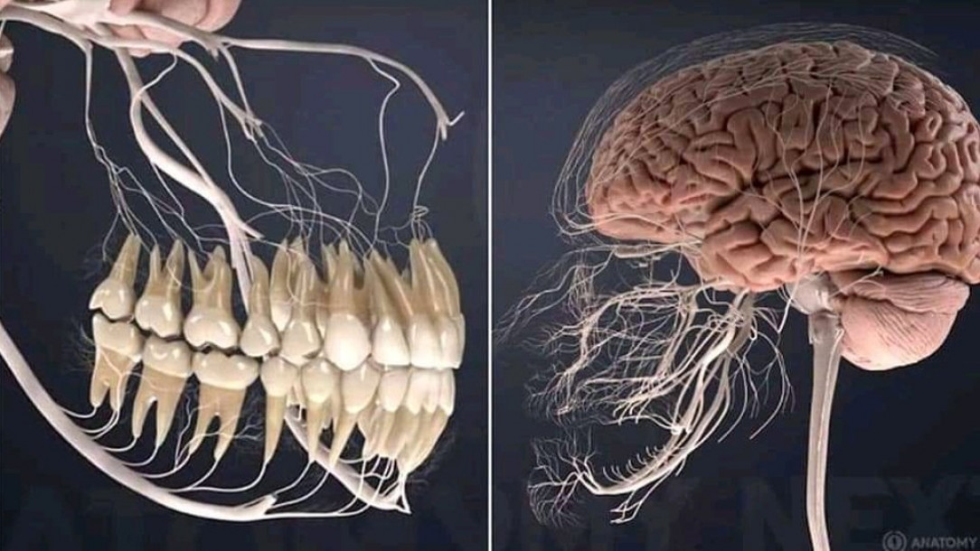 This is what all the nerves related to your teeth look like