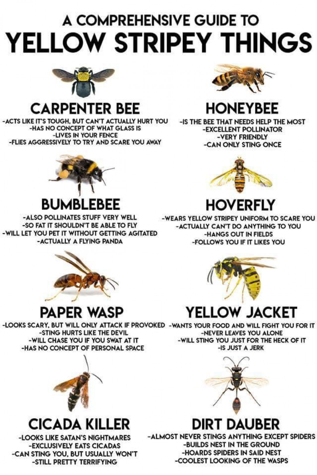Guide to Yellow Stripey Things