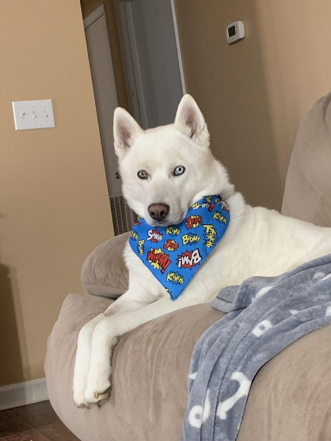 Apollo! The husky who just got a new bandanna. He is a prince