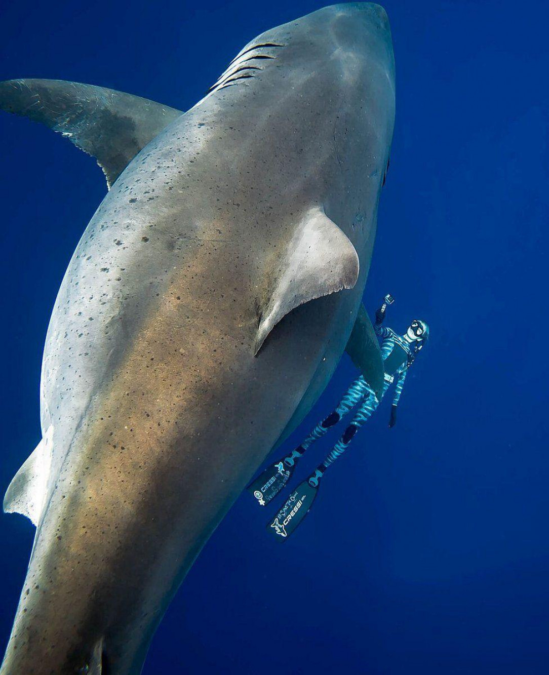 Sea monster sized Great White next to diver off the coast of Hawaii 25 feet plus in length