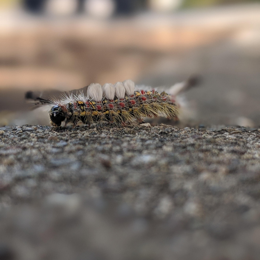 Tudsock caterpillar
