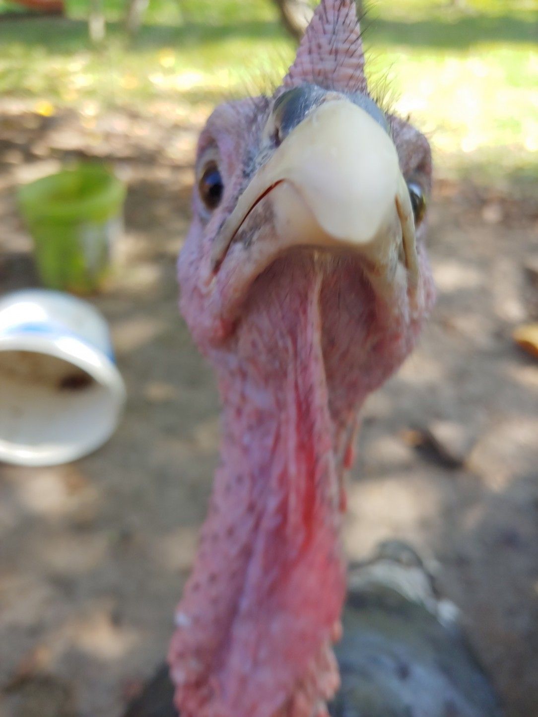 Skeptical turkey is skeptical