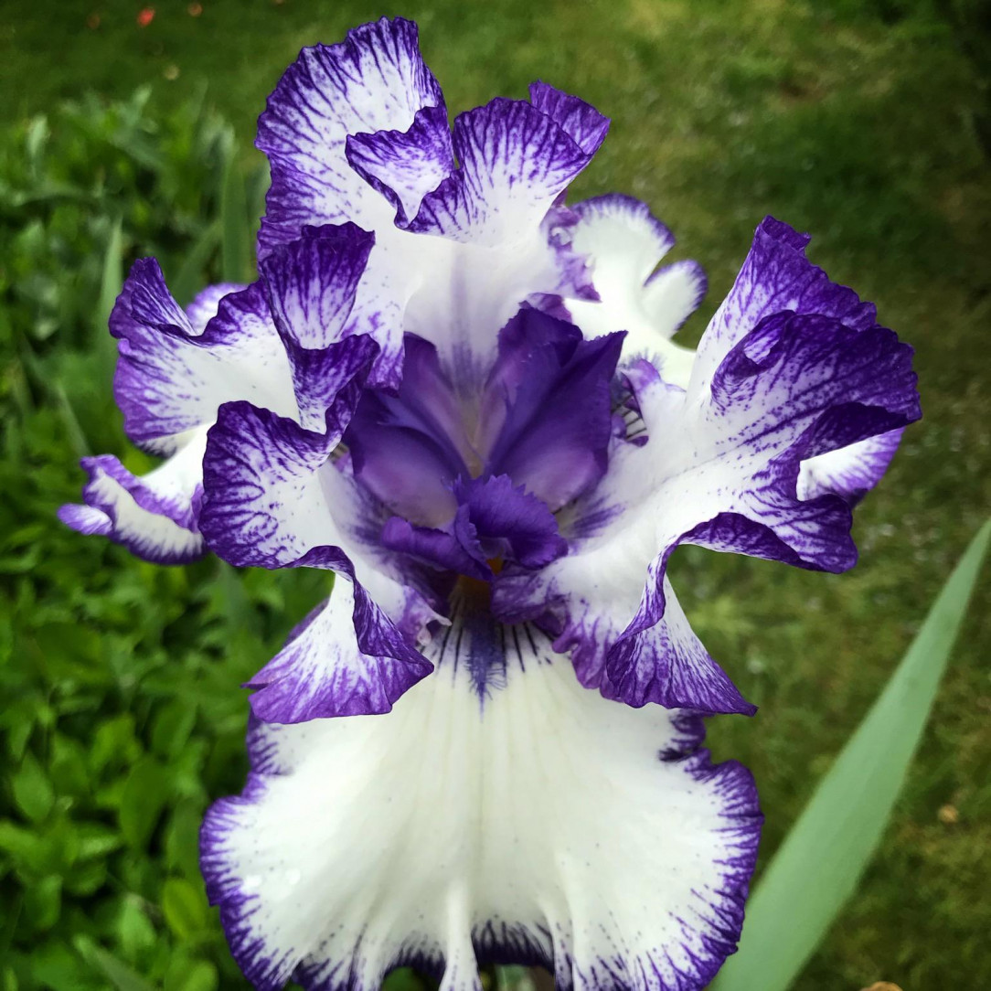 Vibrant iris flower