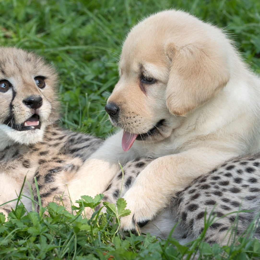 Cheetahs are so shy that zoos give them their own emotional &quot;support dogs&quot;.
