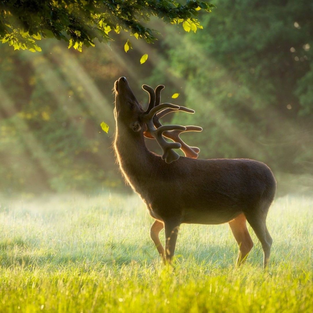 Enjoying the earliest sunrays of the day