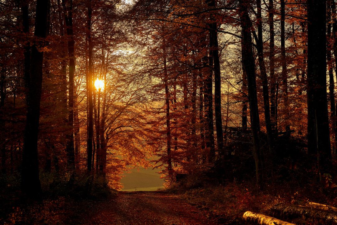 Path through a Latvian forest