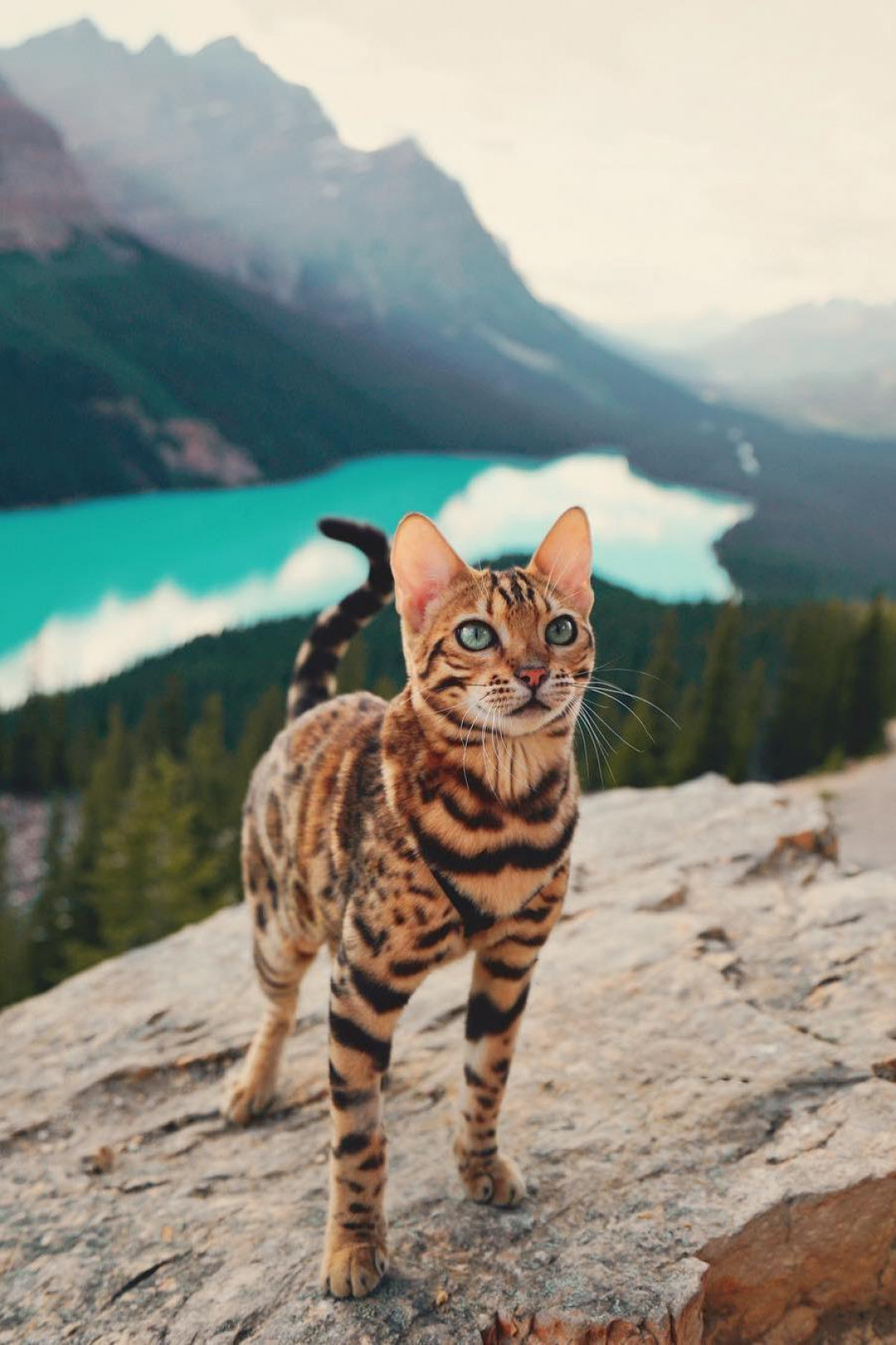 Gorgeous feline in a gorgeous landscape
